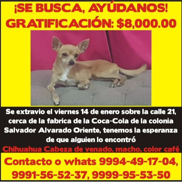 cartel de perro perdido