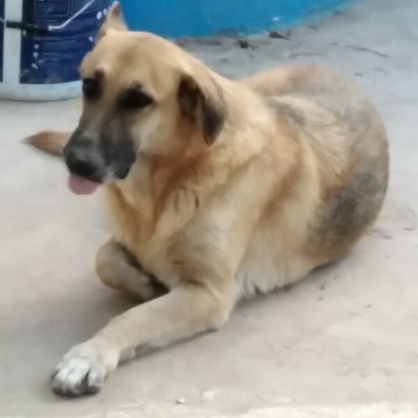 cartel de perro perdido