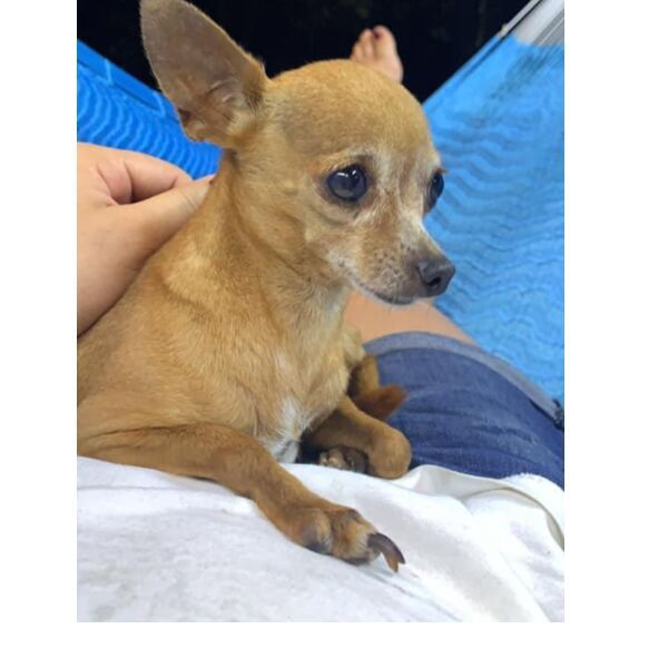 cartel de perro perdido