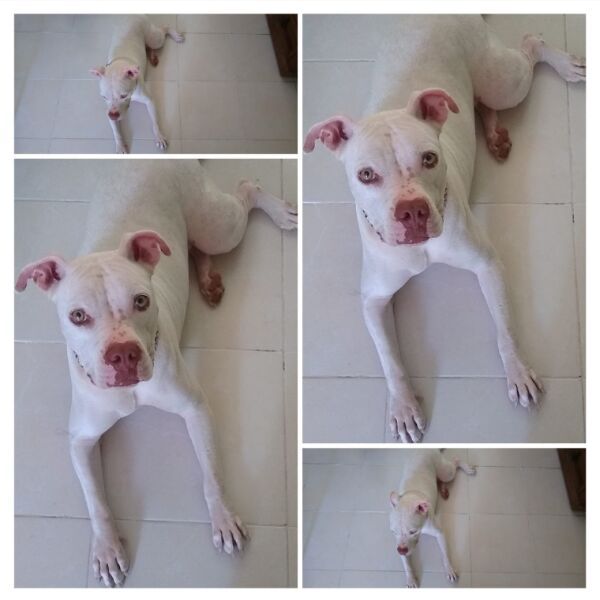 cartel de perro perdido