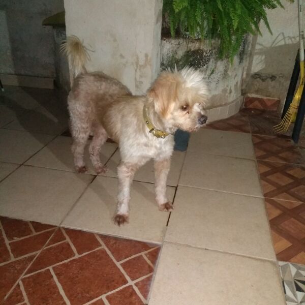 cartel de perro perdido