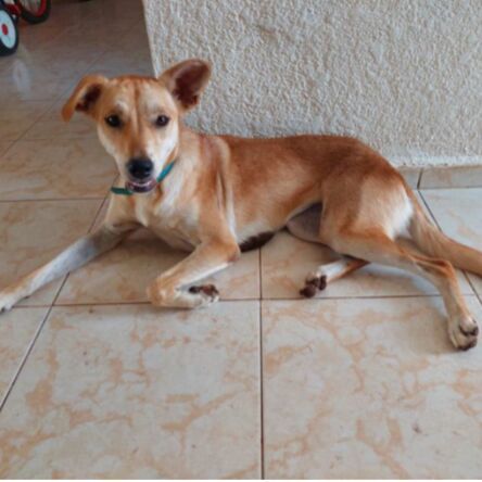 cartel de perro perdido