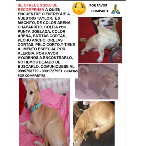 cartel de perro perdido