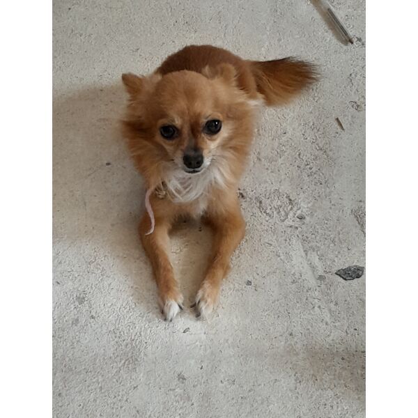 cartel de perro perdido