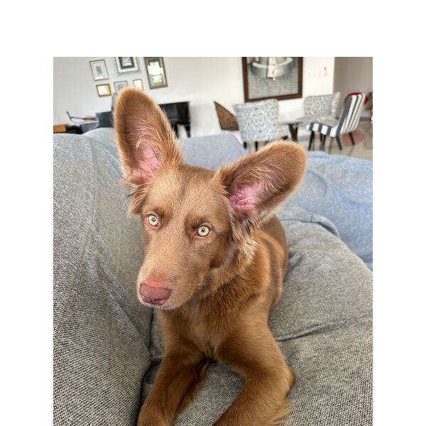 cartel de perro perdido