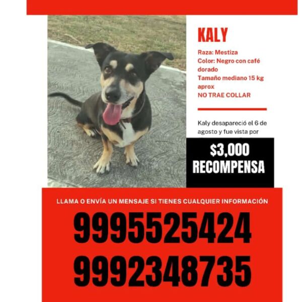 cartel de perro perdido