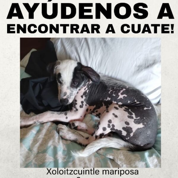 cartel de perro perdido