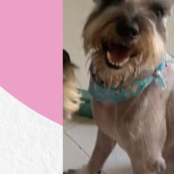 cartel de perro perdido