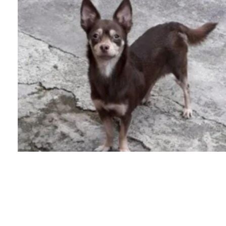 cartel de perro perdido