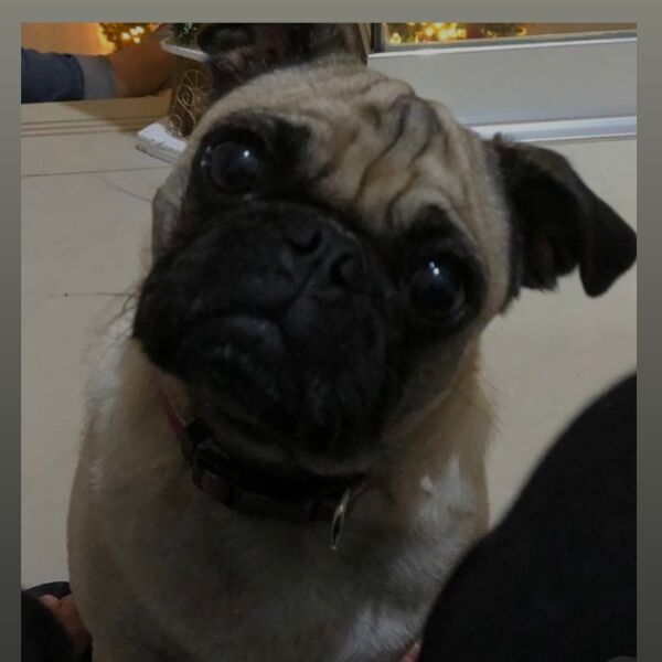 cartel de perro perdido