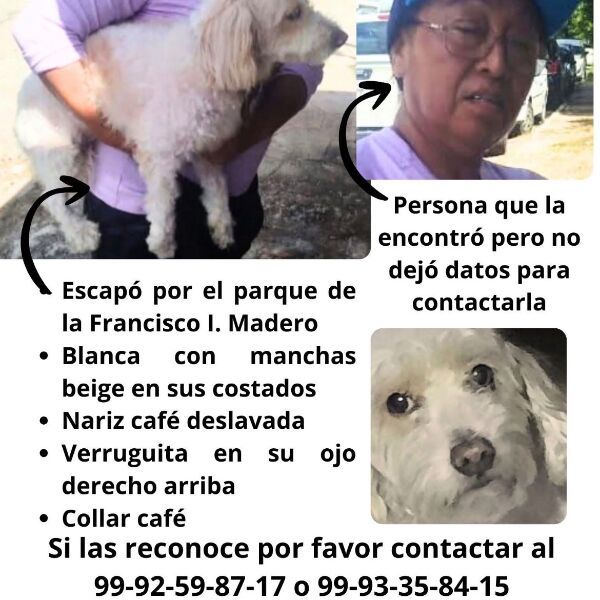 cartel de perro perdido