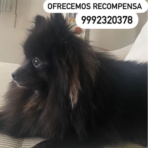 cartel de perro perdido
