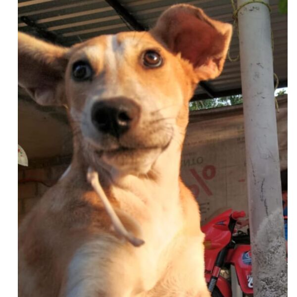 cartel de perro perdido