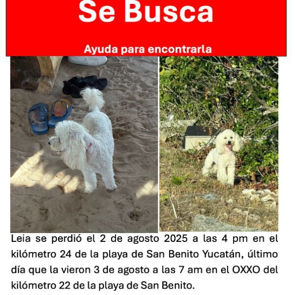 cartel de perro perdido