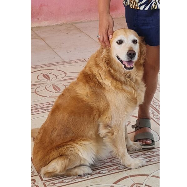 cartel de perro perdido