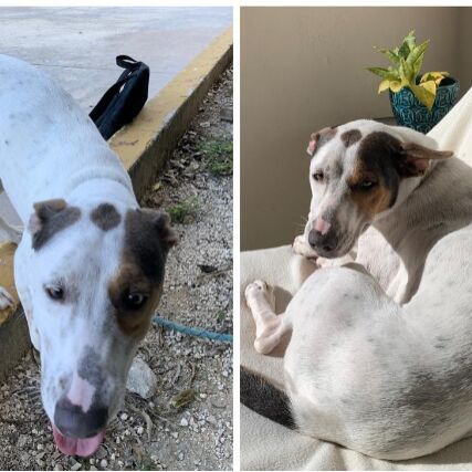 cartel de perro perdido