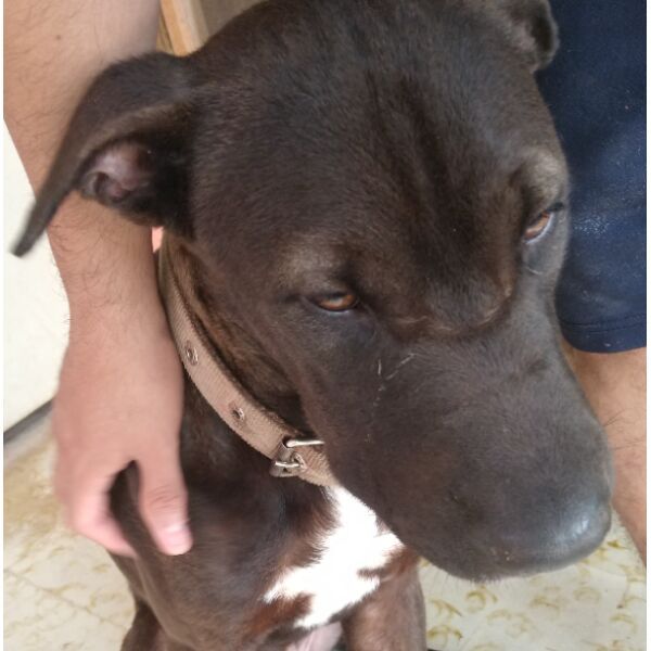 cartel de perro perdido