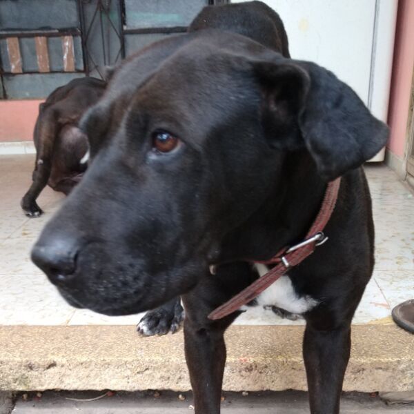 cartel de perro perdido