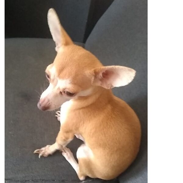 cartel de perro perdido