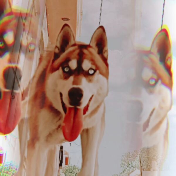 cartel de perro perdido