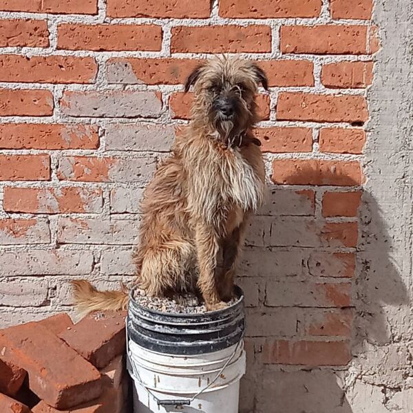cartel de perro perdido