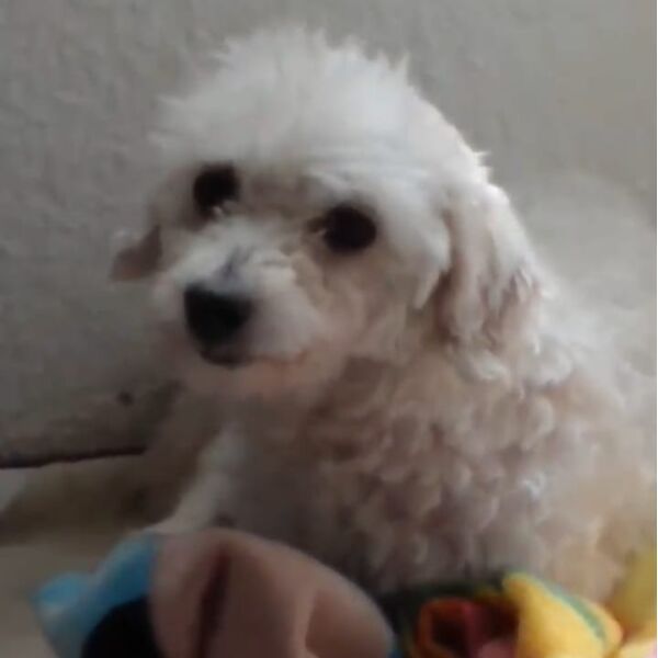 cartel de perro perdido