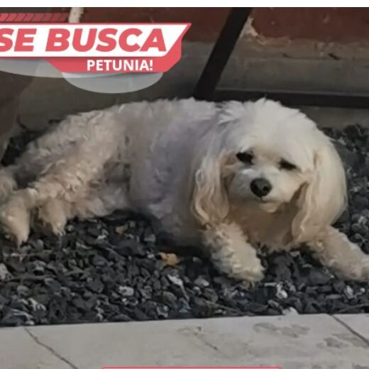 cartel de perro perdido