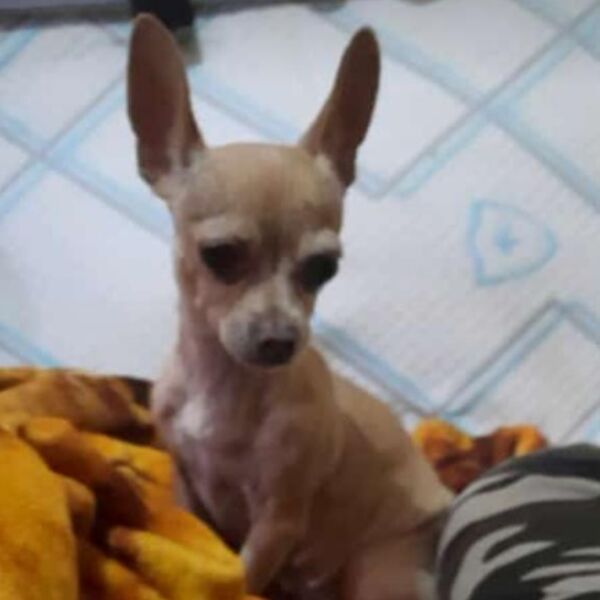 cartel de perro perdido