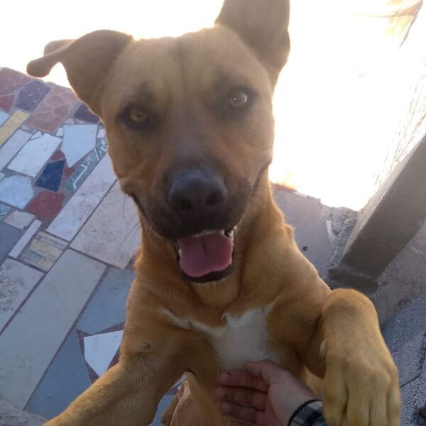 cartel de perro perdido