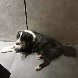 cartel de perro perdido