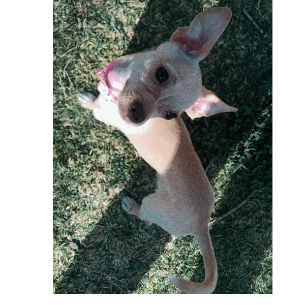 cartel de perro perdido