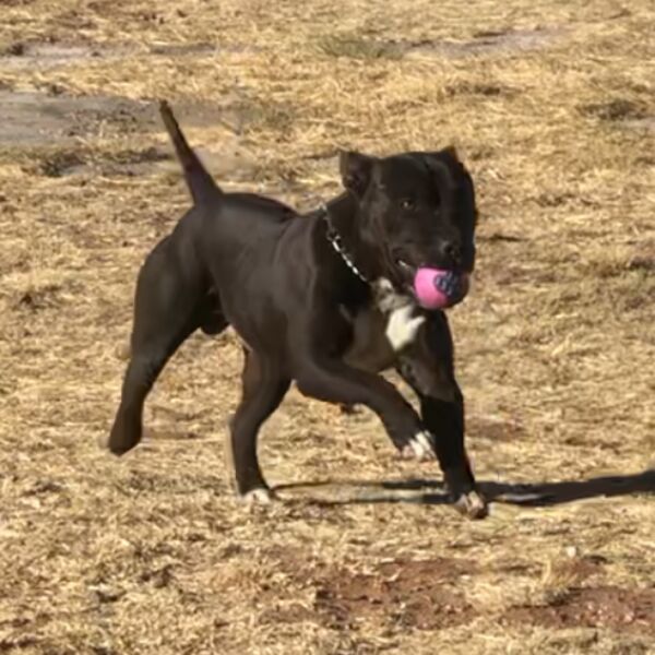 cartel de perro perdido