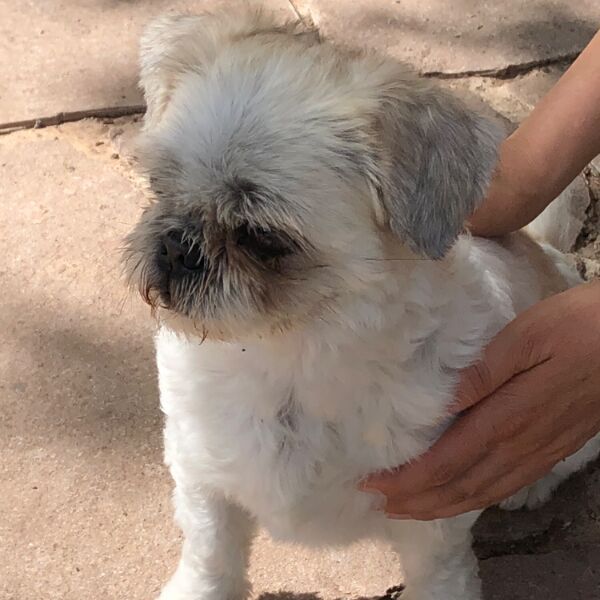 cartel de perro perdido