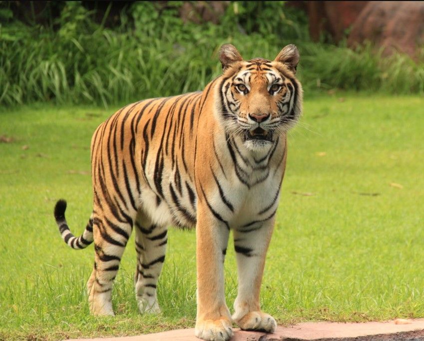 Harimau