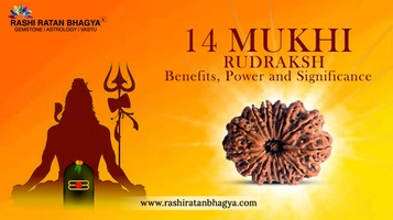 14 Mukhi Rudraksha Benefits and Significance
