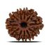 Natural 11 Mukhi (Eleven Mukhi) Nepal Rudraksha GJSPC Certified 24.12 M.M.