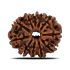 11 Mukhi Rudraksha (Nepal) 23.68 MM