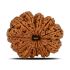 11 Mukhi Rudraksha (Nepal) 31.06 MM