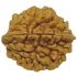 Natural Rudraksha 2 Mukhi Two Mukhi(India)
