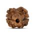 2 Mukhi Rudraksha (Nepal) 15.03 MM