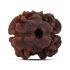 2 Mukhi Rudraksha (Nepal) 14.96 MM
