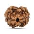 2 Mukhi Rudraksha (Nepal) 15.78 MM