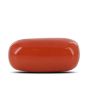 Red Coral (Moonga) - 6.41 Carat 