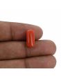 Red Coral (Moonga) - 5.42 Carat 
