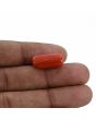 Red Coral (Moonga) - 12.58 Carat 
