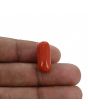 Red Coral (Moonga) - 12.58 Carat 