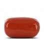 Red Coral (Moonga) - 12.68 Carat 