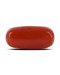 Red Coral (Moonga) - 11 Carat 