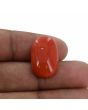Red Coral (Moonga) - 13.61 Carat 