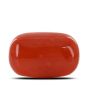 Red Coral (Moonga) - 12.11 Carat 